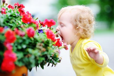 Gartenpflanzen giftig für Kinder