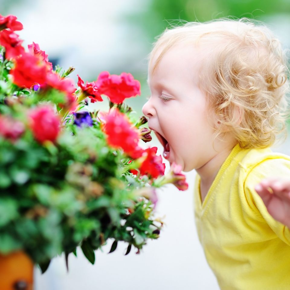 Gartenpflanzen giftig für Kinder