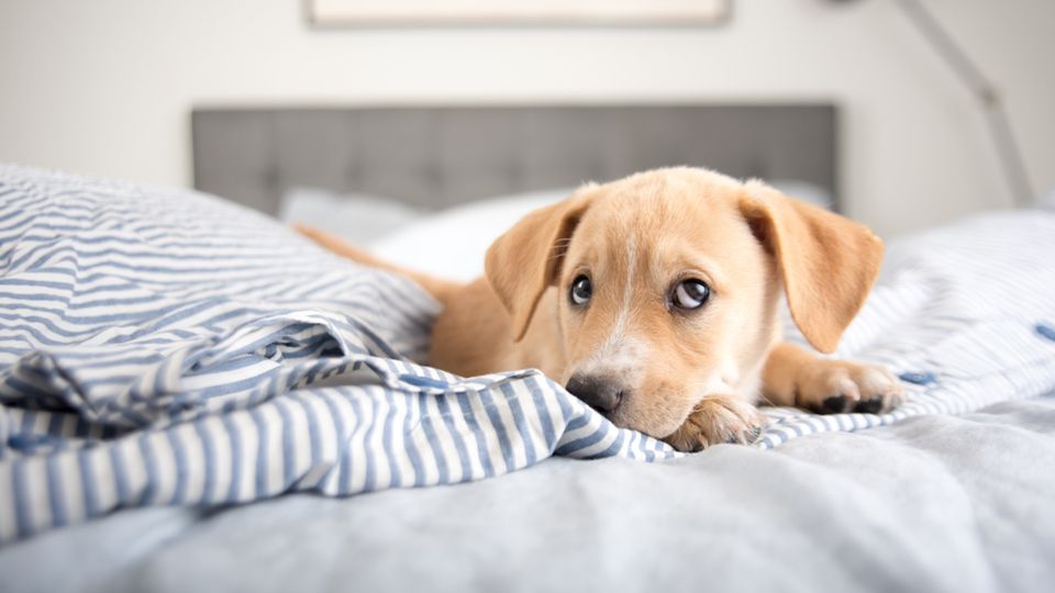 Hund im Bett Hund im Bett