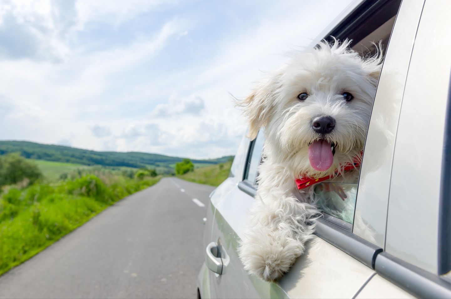 Mit Hund auf Reisen