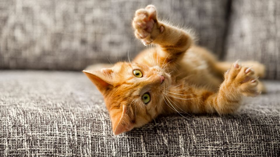 Katze, Katzenbaby, Krallen Katze, Katzenbaby, Krallen