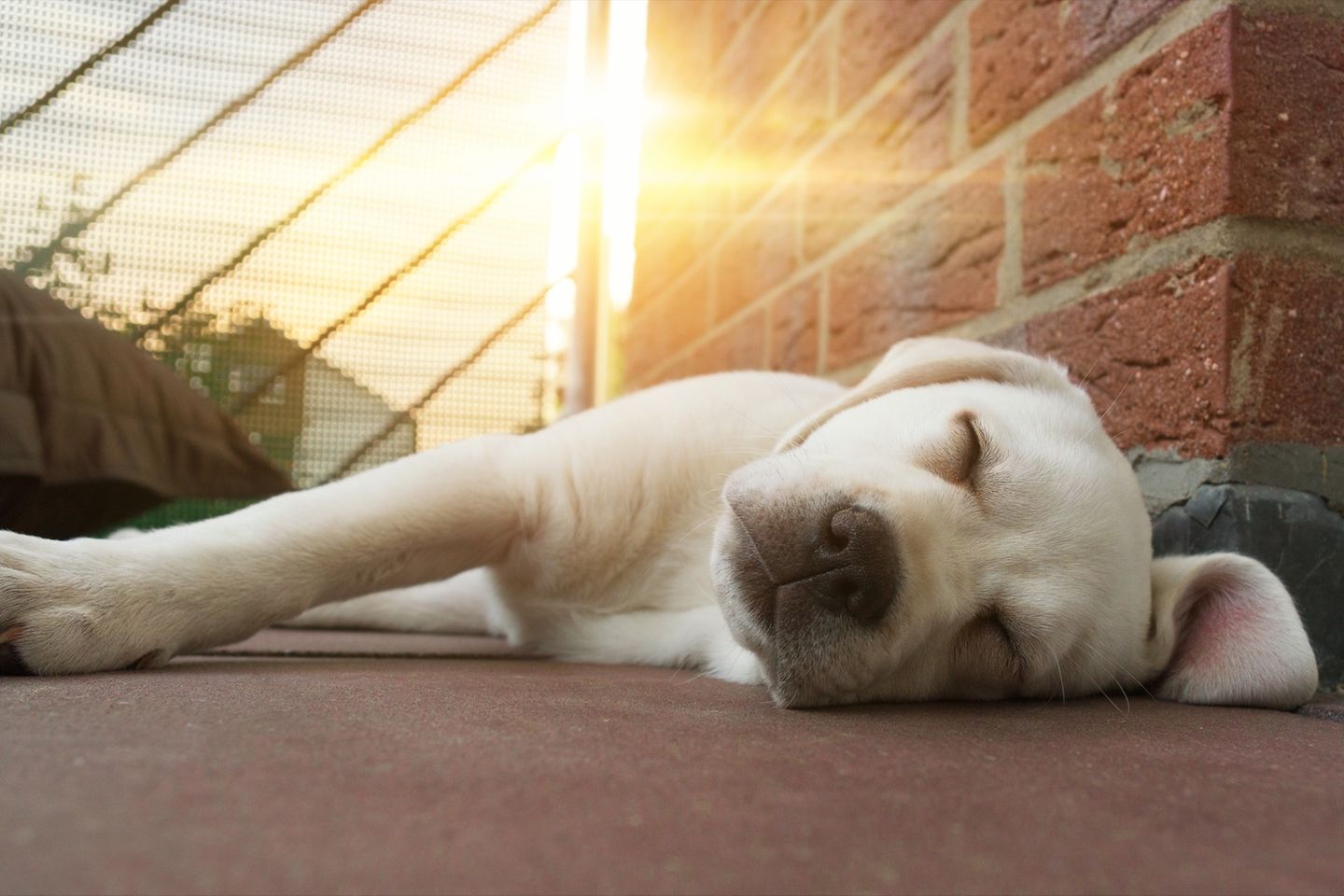 Hund stirbt in praller Sonne auf Balkon