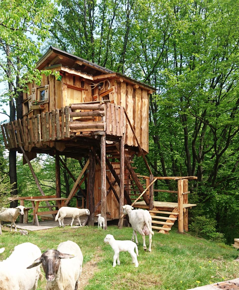 Slowenien: Baumhaus mit Schaf