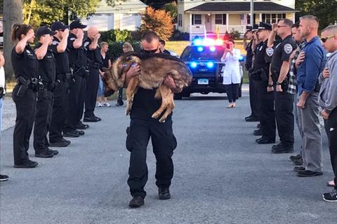 Rührender Abschied: Krebskranker Polizeihund bekommt das letzte Geleit