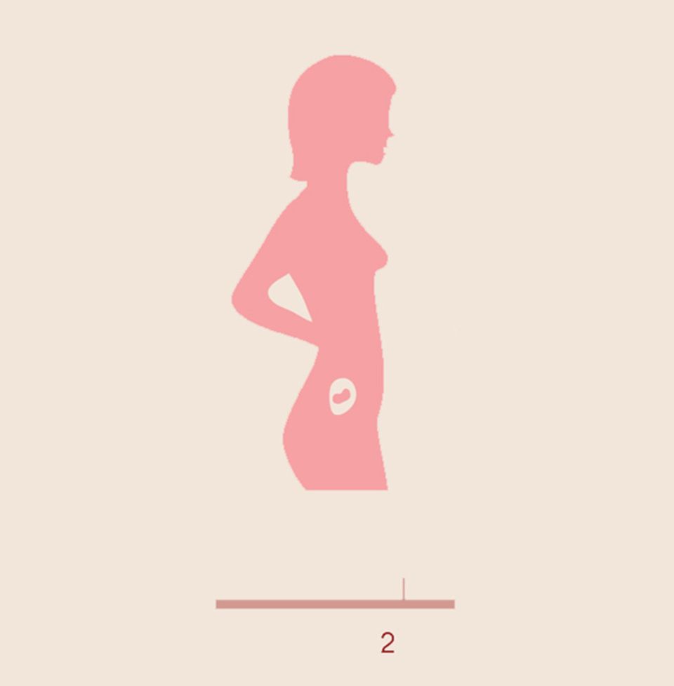 2. Schwangerschaftsmonat