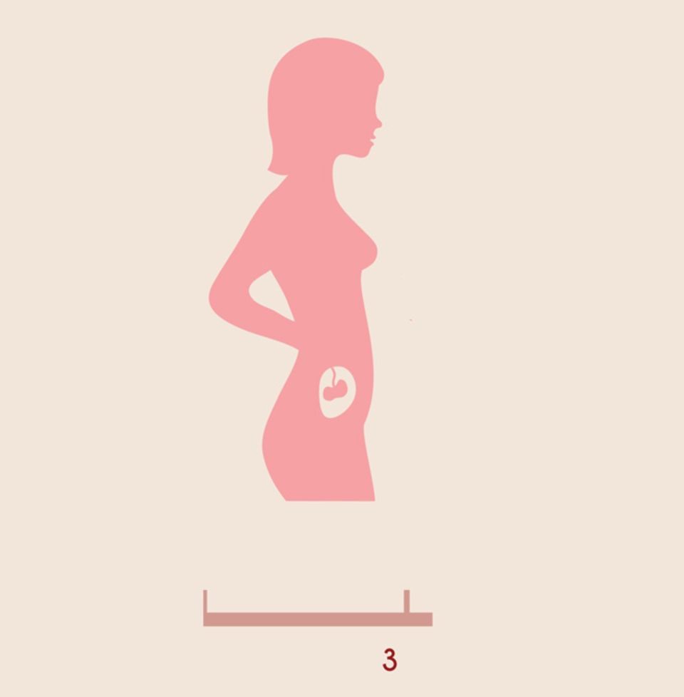 Dritter Schwangerschaftsmonat