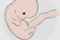 Der Embryo in der 7. Schwangerschaftswoche SSW 7