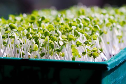 Microgreens könnt ihr ganz einfach zu Hause züchten und genießen