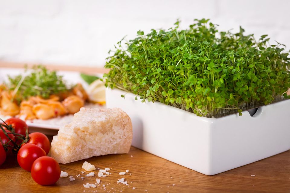 Microgreens bereichern eure Küche