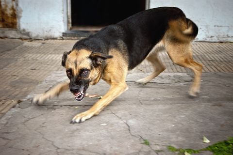 Tollwut: Ein aggressiver Hund fletscht die Zähne.