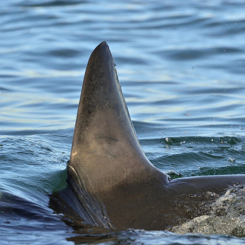 Die Rückenflosse eines Weißen Hais ragt aus dem Wasser.