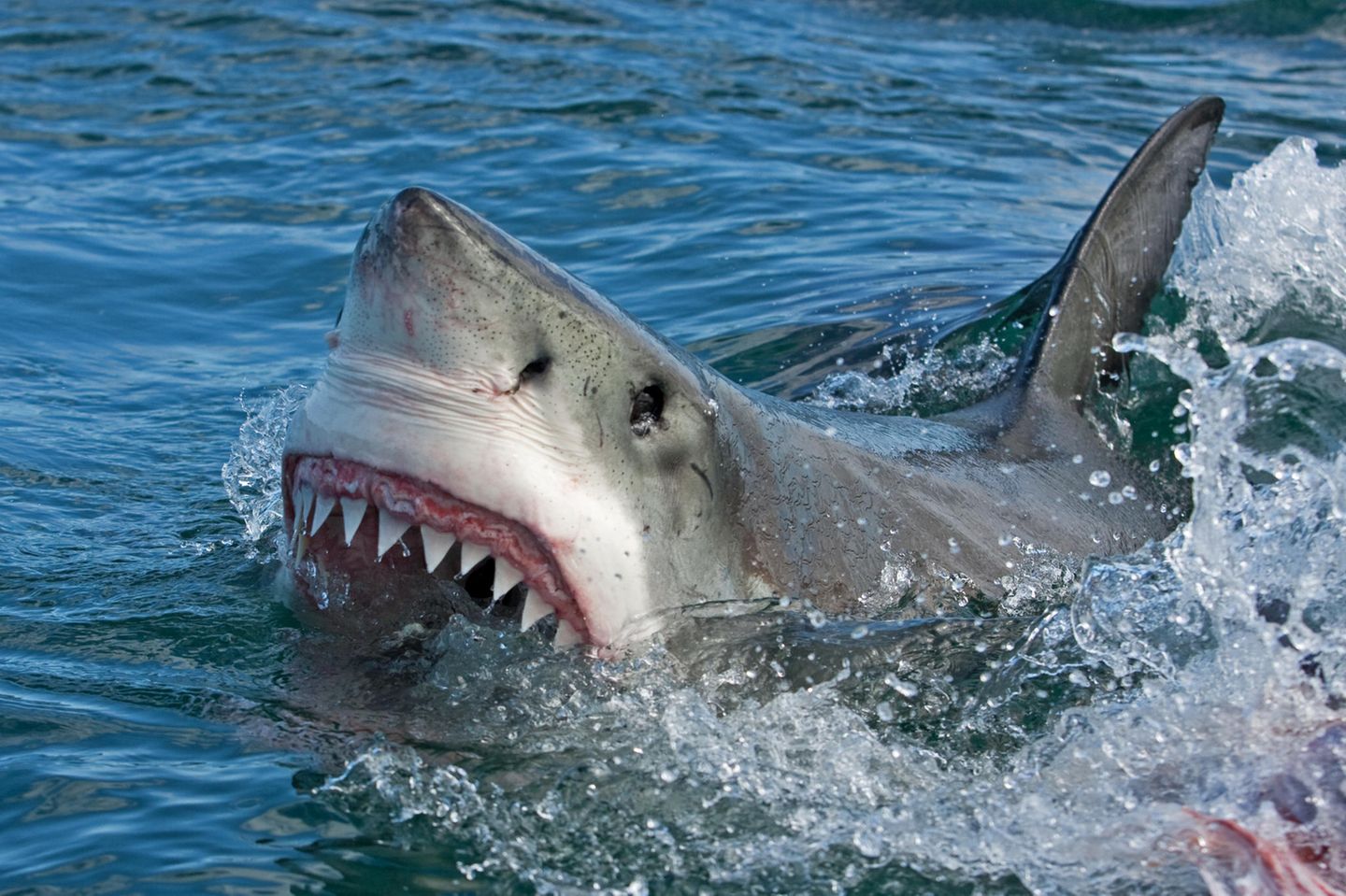 Ein Weißer Hai mit aufgerissenem Maul.