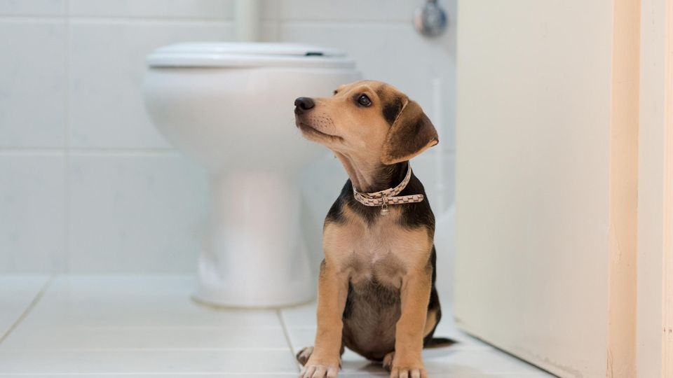 Geschenke für Hundebesitzer: 5 tierisch tolle Ideen!