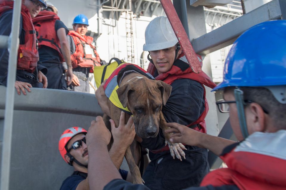 Marine-Angehörige helfen Zeus, einem der beiden Hunde der Schiffbrüchigen, an Bord des Rettungs-Schiffs.