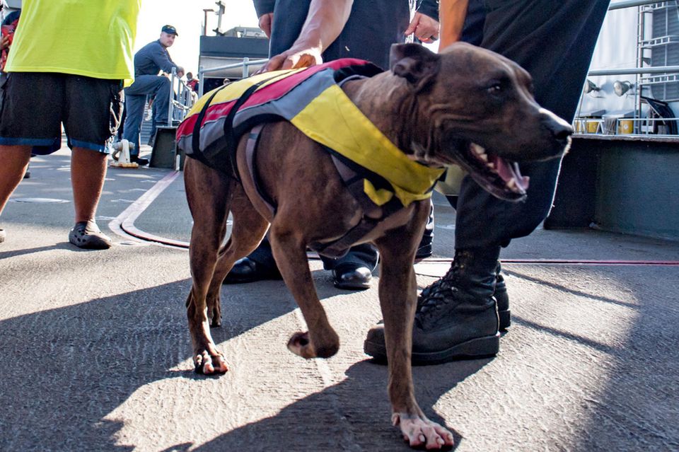 Ein Marine-Angehöriger kümmert sich um Hund Zeus. Links dahinter steht dessen Besitzerin Tasha Fuiaba.