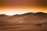Wüste Kamelreiten