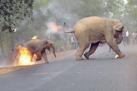"Die Hölle ist hier": Dorfbewohner zünden Elefantenbaby an