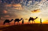 Wüsten-Aktivitäten: Kamele