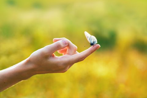 Zitate für einen Neuanfang: Hand mit Schmetterling