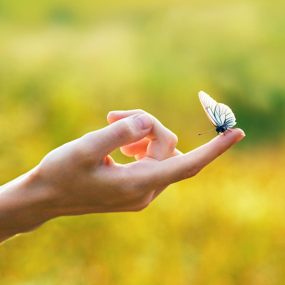 Zitate für einen Neuanfang: Hand mit Schmetterling