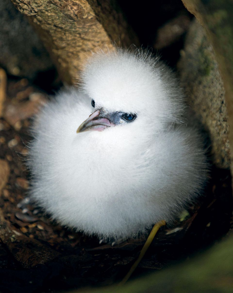 Einem Weißschwanz-Tropikvogelküken sollte man einem spontanen Streichelimpuls besser nicht nachgeben