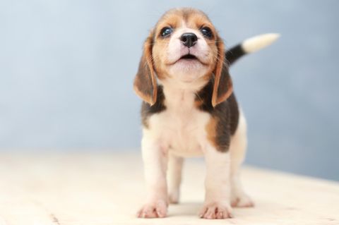 Häufige Hundenamen 2017: Beagle-Welpe