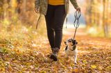 Frau geht mit ihrem Hund spazieren