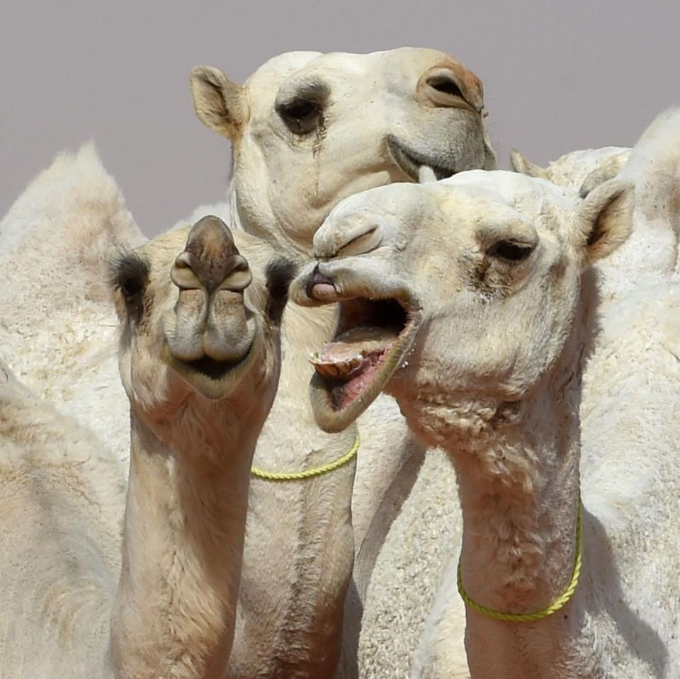 Kamele beim King Abdulaziz Festival in Saudi-Arabien