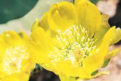 Fuerteventura Stachelfeigen Fuerteventura: Gelbe Stachelblüte der Kaktusfeige