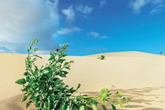Fuerteventura Wanderdünen Naturparadies Fuerteventura: Wanderdünen bei El Jable