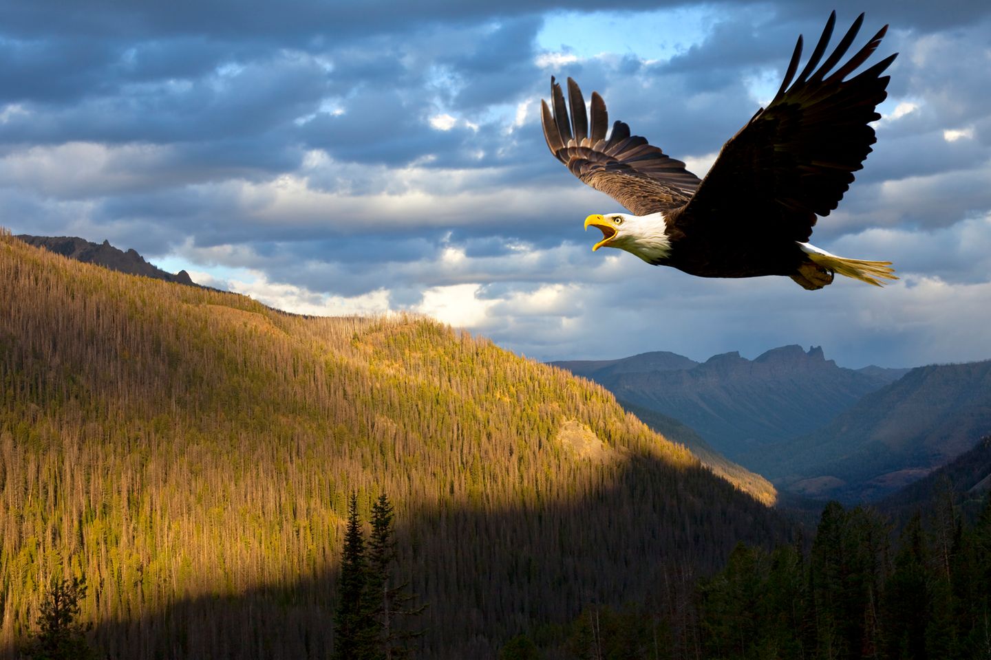 Voll unsympathisch, aber weise - Was wir von Adlern lernen können