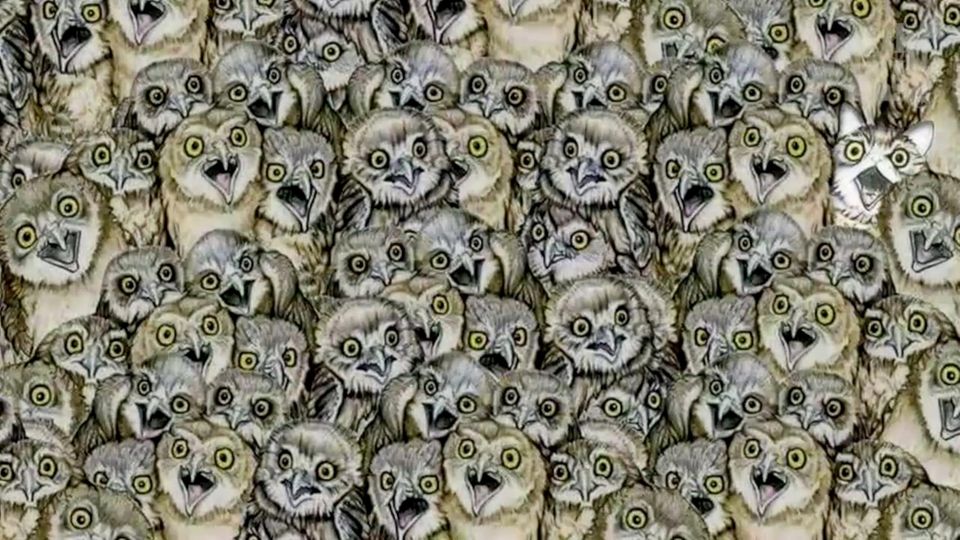 Suchbild: Wer findet die Katze?
