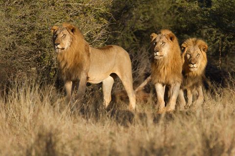 Wilderer in Reservat von Löwen zerfleischt