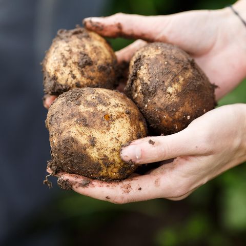 Kartoffeldiät: Frau hält drei frische geerntete Kartoffeln in beiden Händen
