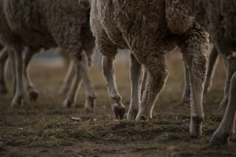 Mischung aus Mensch und Schaf: Schafe auf der Weide