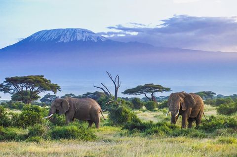Kenia: Die schönsten Safari-Lodges