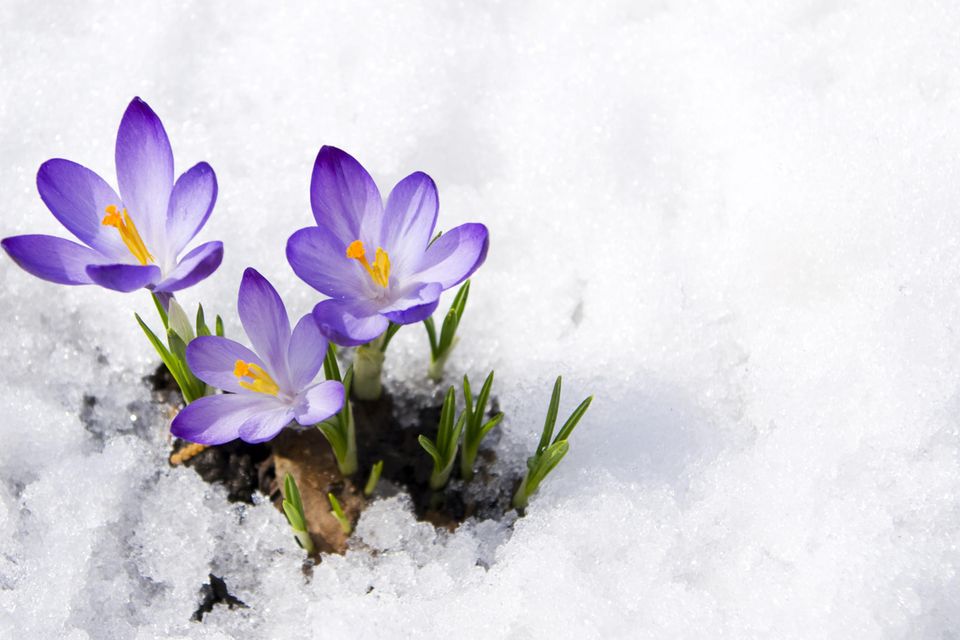 Neuer Kälte-Rekord - aber bald gibt der Frühling Vollgas!