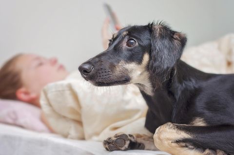 Saluki Greyhound rettet Frauchen vor Selbstmord: Ein Hund der Rasse Saluki