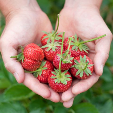Erdbeeren pflanzen: Erdbeeren aus dem Garten