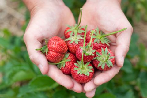 Erdbeeren pflanzen: Erdbeeren aus dem Garten