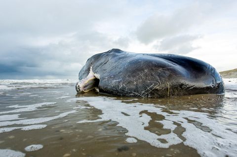 Toter Wal angeschwemmt - mit 30 Kilo Plastikmüll im Bauch!