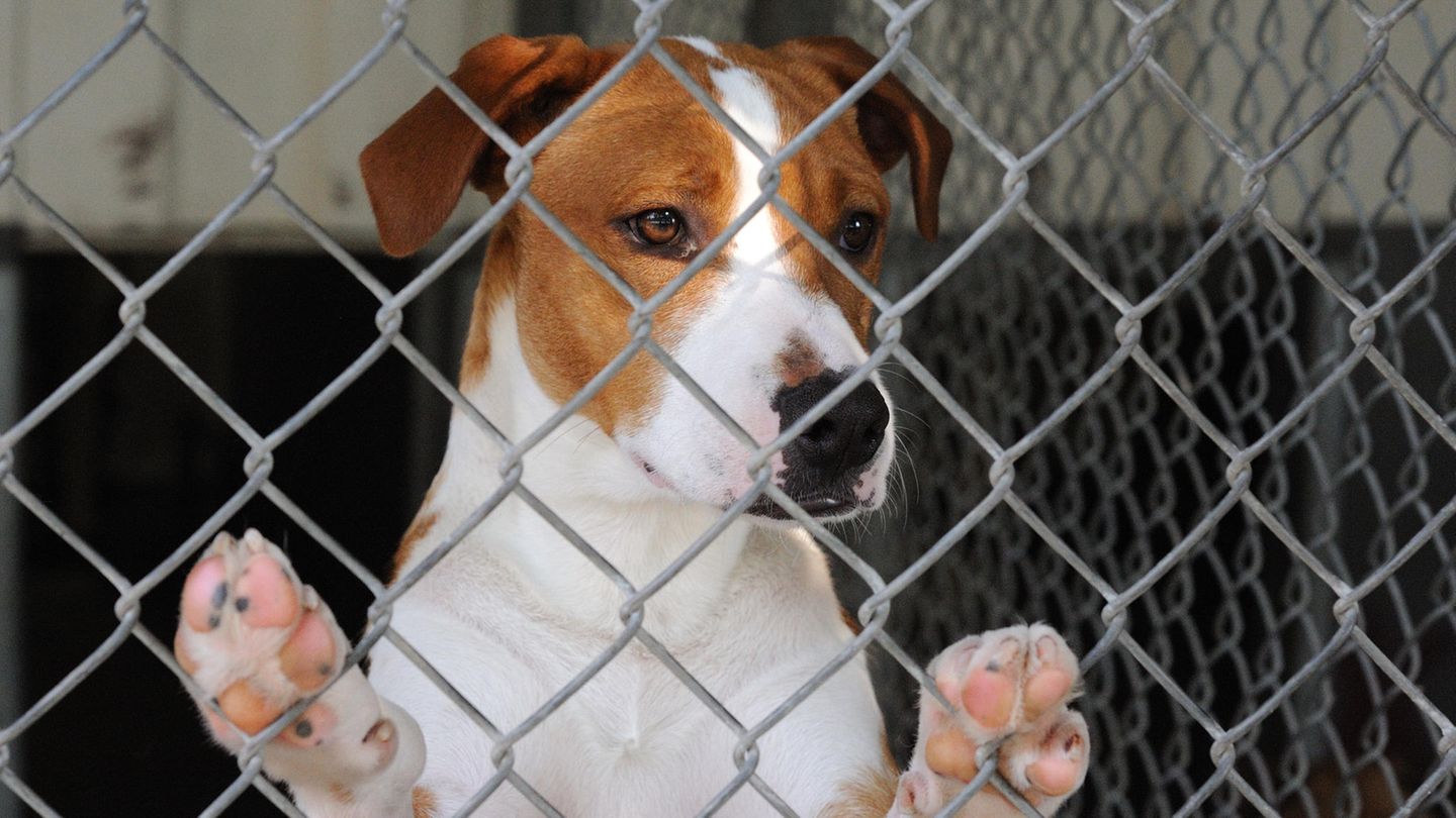 KampfhundDebatte Macht Schluss mit dem BestienBashing! BRIGITTE.de
