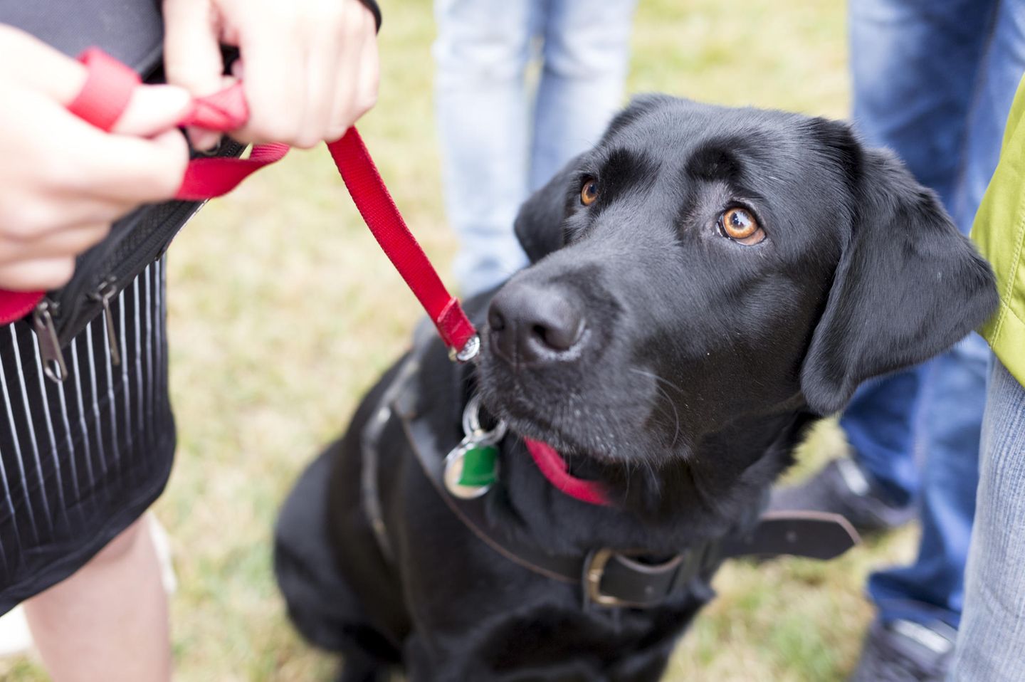 Tierschützer fordern Hundeführerschein für ALLE Halter