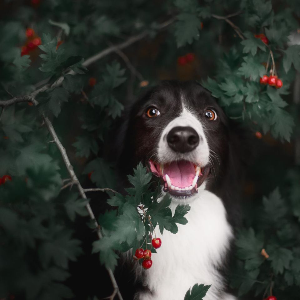 Ein süßer Hund im Brombeerbusch