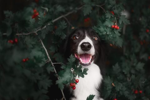 Ein süßer Hund im Brombeerbusch