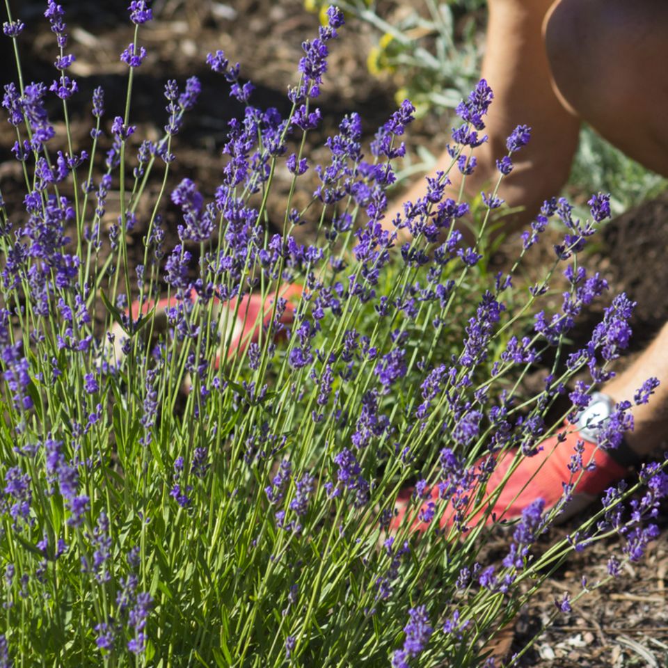 Lavendel pflanzen: Frau pflanz Lavendel im Garten