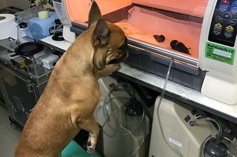 Instagram: Hundemama besucht ihre Welpen