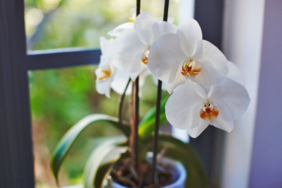 Orchideen Pflege: Pflanze am Fenster