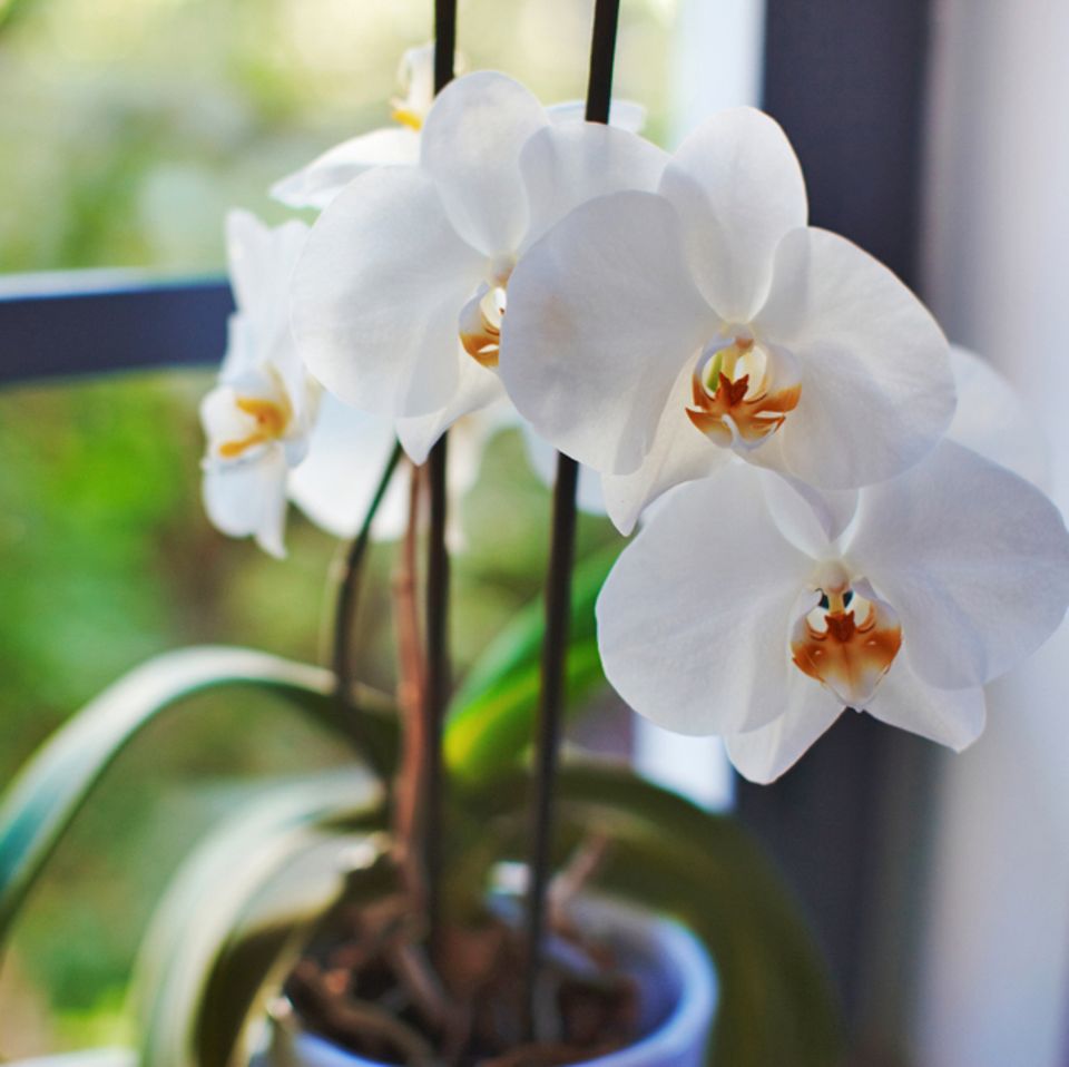 Orchideen Pflege: Pflanze am Fenster