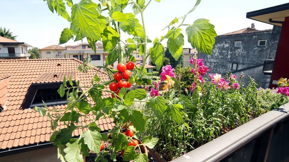 Urban Farming: Gemüse auf dem Balkon